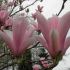 Lowie en Riet 