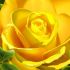 Annemarie 