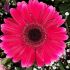 Ineke