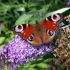 Heleen