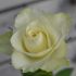 Anneke
