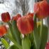 Yolande 